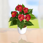 Anthurium