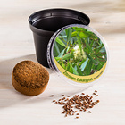 Plante Eucalyptus citronné