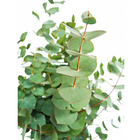 Plante Eucalyptus citronné