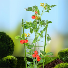 Support à plantes