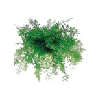 Plante de Neptune magique