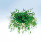 Plante de Neptune magique