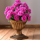 Bouquet de dahlias, violet