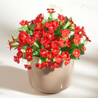 Bouquet de pétunias, rouge