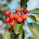 Set de culture Arbre aux fraises