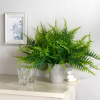 Fougère en pot