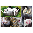 Puzzle "Collage chatons"