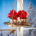 Branche de poinsettia, rouge