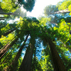Set de culture Séquoia géant