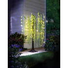 Saule solaire Gainsborough