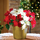 Lot de 3 poinsettias Gainsborough