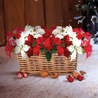 Lot de 3 poinsettias Gainsborough