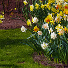 Lot de 35 bulbes de jonquilles