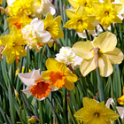 Lot de 35 bulbes de jonquilles