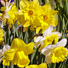 Lot de 35 bulbes de jonquilles