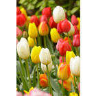 Lot de 25 bulbes de tulipes rouges