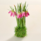 Perce-neige dans un nid de graminées, pink Eldo