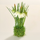 Perce-neige dans un nid de graminées, blanc Eldo