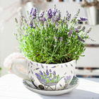 Pot de fleurs Tasse à plantes "Lavande" en céramique moyenne