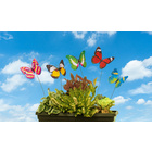 Set de 5 papillons à clipser