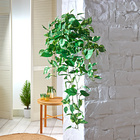 Chute de lierre Eldo