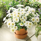 Lot de 3 bouquets de marguerites Gainsborough