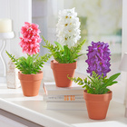 Jacinthe en pot blanc