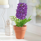 Jacinthe en pot lilas