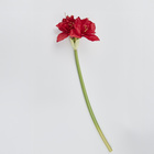 Amaryllis Eldo