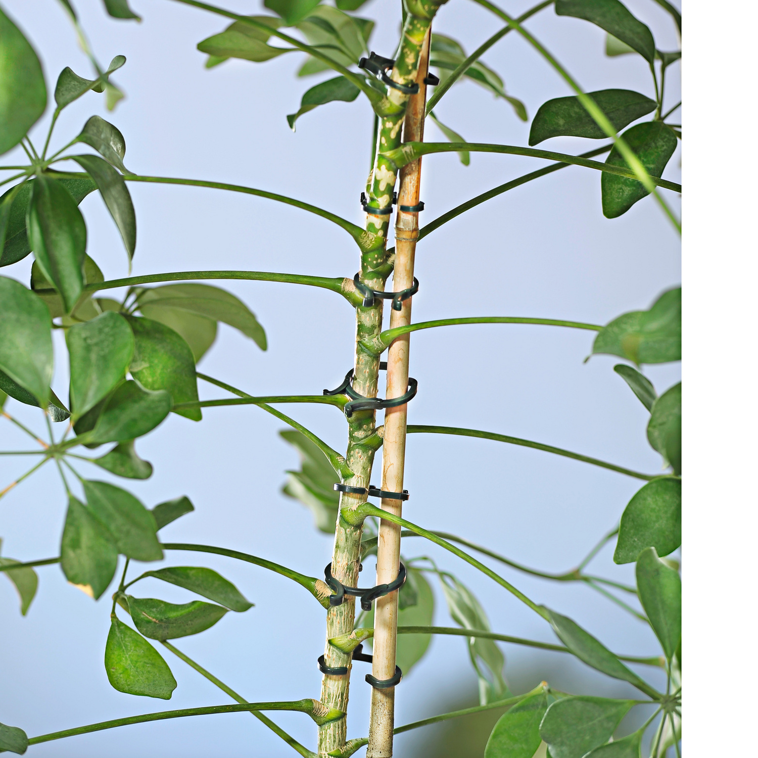 Lot de 24 clips pour plantes