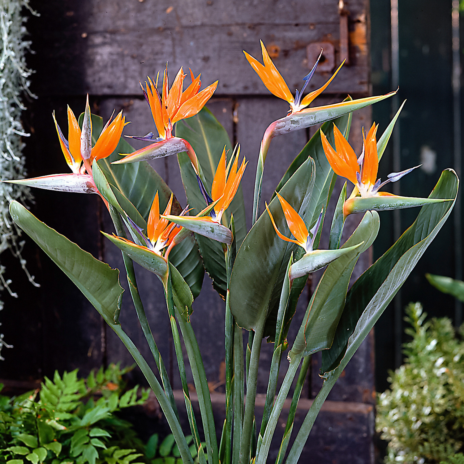 set de culture Strelitzia