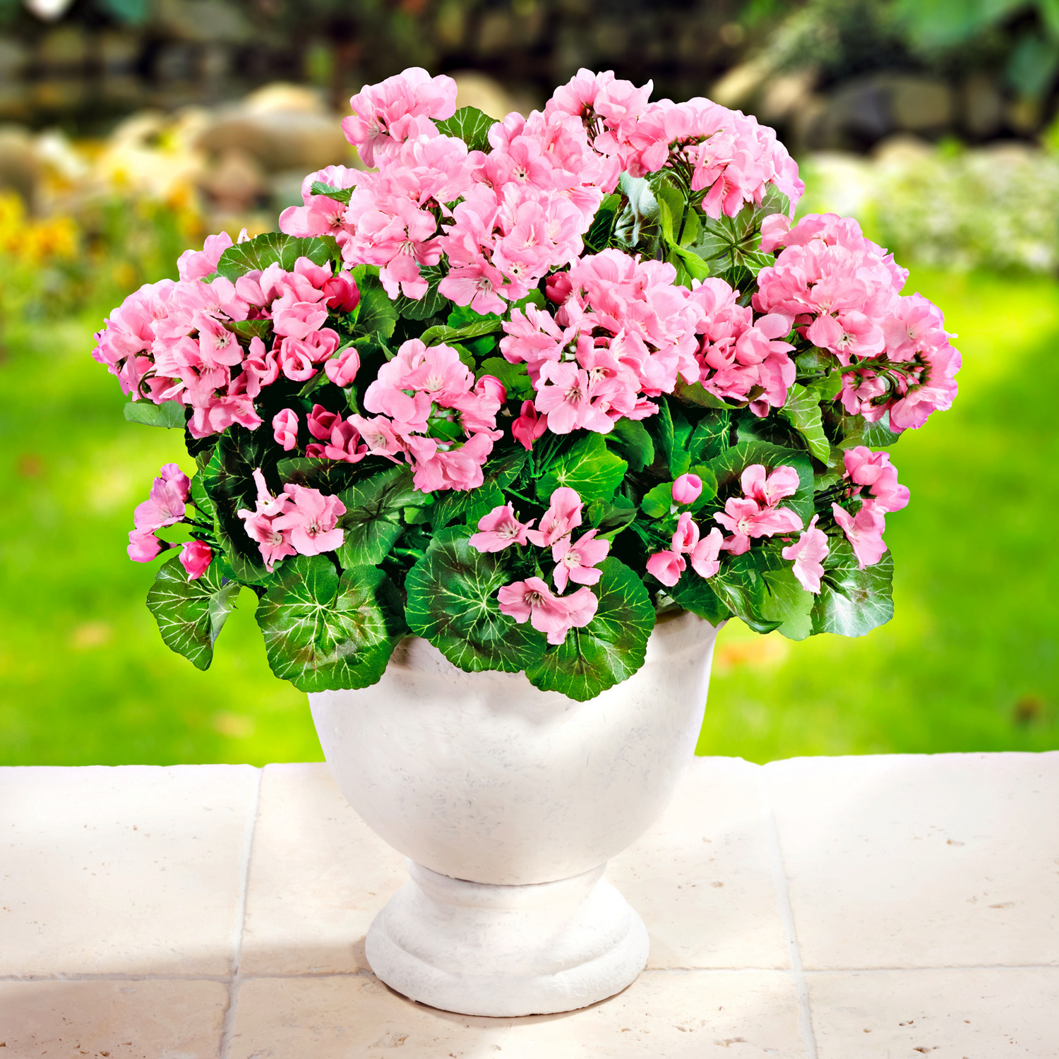 Bouquet de géraniums, rose Vitrine Magique