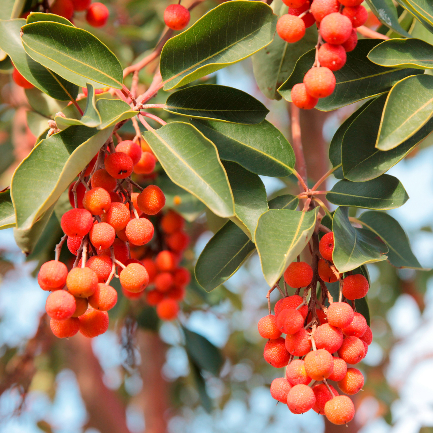 Set de culture Arbre aux fraises