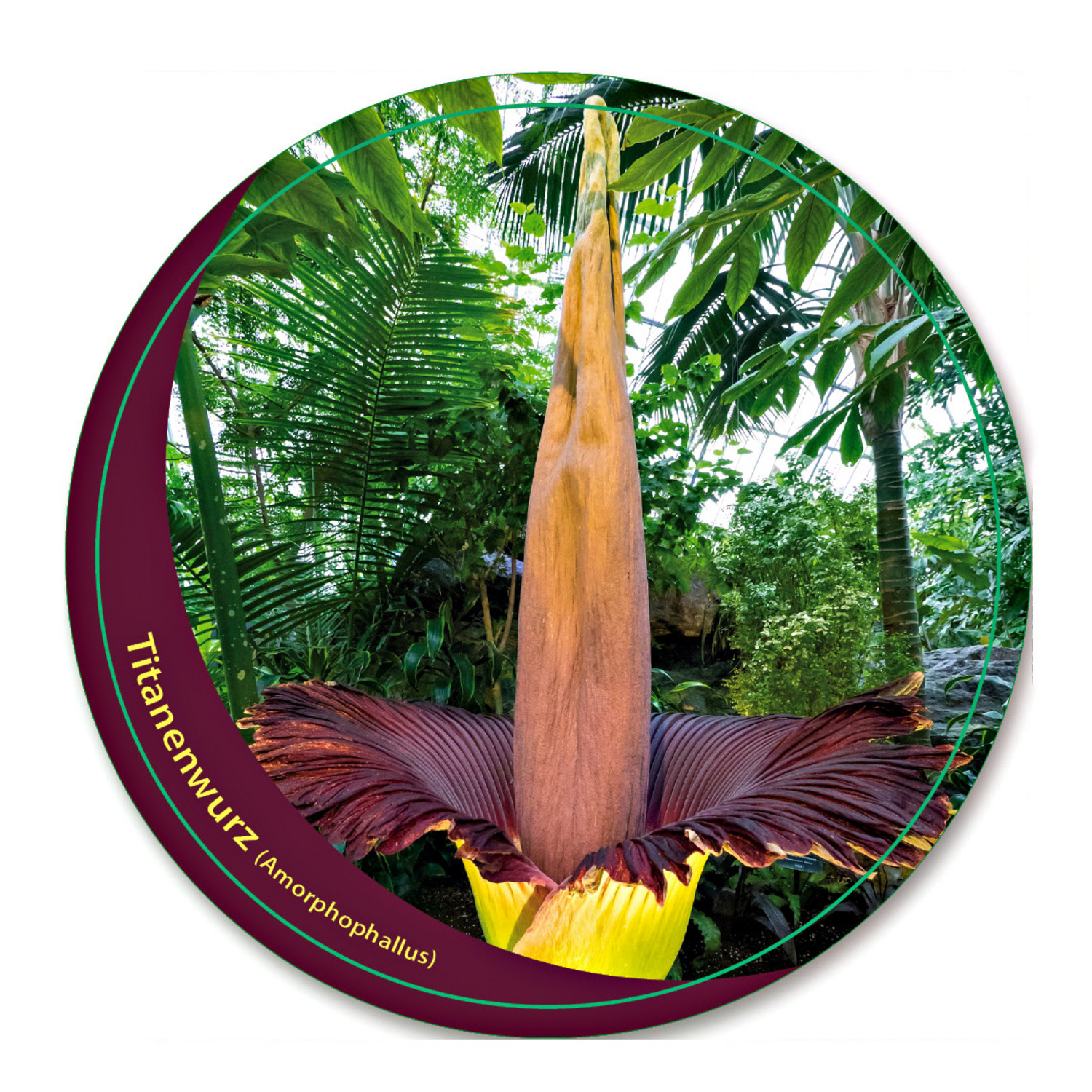 Arum titan