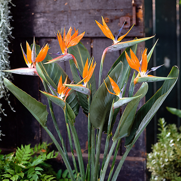 set de culture Strelitzia